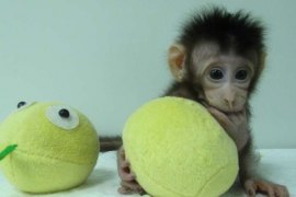 Κινέζοι κλωνοποίησαν τις πρώτες μαϊμούδες στον κόσμο