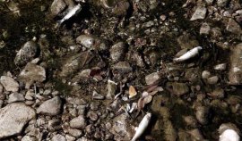 Παλαιό Φάληρο: Γέμισε με νεκρά ψάρια το ρέμα της Πικροδάφνης