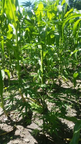 Σέρρες: Καλλιεργούσε κάνναβη ανάμεσα στα καλαμπόκια