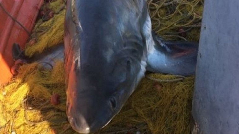 Βόλος: Eπιασαν καρχαρία τεσσάρων μέτρων και 100 κιλών